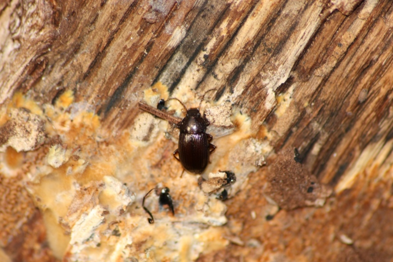 Corticicoli: cfr  Cardiophorus sp. e Catomus rotundicollis